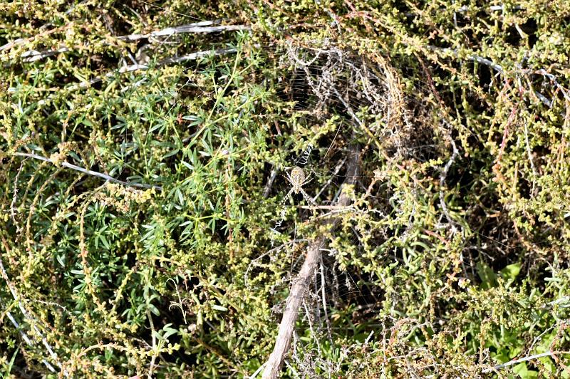 Argiope_trifasciata_D3271_Z_85_Valle Gran Rey_Spanje.jpg
